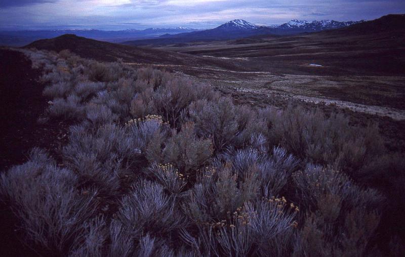 2001-04 Utah Trip 005 Sagebrush N Nevada.jpg